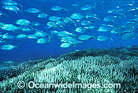 Coral Bleaching Great Barrier Reef Photo - Gary Bell