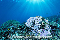 Coral Bleaching Great Barrier Reef Photo - Gary Bell