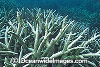 Coral Bleaching Great Barrier Reef Photo - Gary Bell