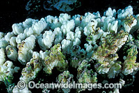Coral Bleaching Great Barrier Reef Photo - Gary Bell