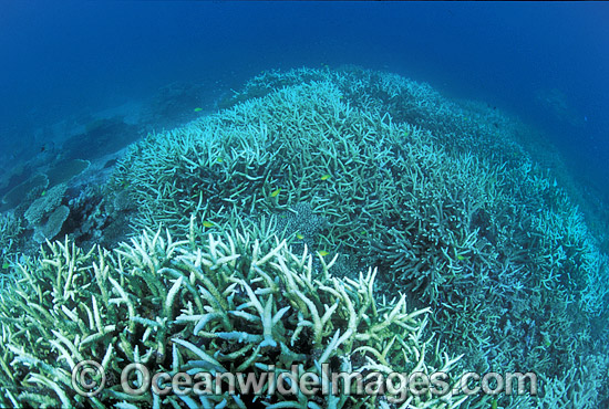 Coral Bleaching Great Barrier Reef photo Coral Bleaching Great Barrier Reef photo