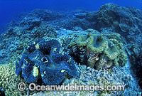 Giant Clam Tridacna gigas Photo - Gary Bell