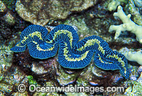 Clam Tridacna sp. Photo - Gary Bell