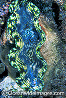 Giant Clam Tridacna sp. Photo - Gary Bell