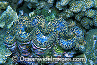 Giant Clam Tridacna sp. Photo - Gary Bell