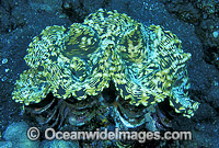 Giant Clam Photo - Gary Bell
