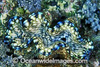 Giant Clam Tridacna squamosa Photo - Gary Bell