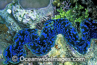 Giant Clam Photo - Gary Bell