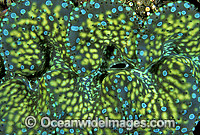 Giant Clam Tridacna sp. Photo - Gary Bell