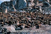 Cape Fur Seal colony Photo - Gary Bell