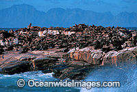 Cape Fur Seal colony Photo - Gary Bell
