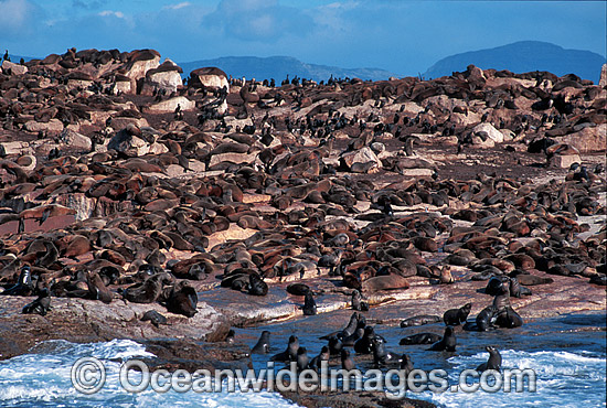Cape Fur Seal colony photo