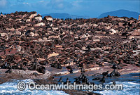 Cape Fur Seal colony Photo - Gary Bell