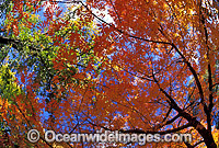 Pistacia chinensis trees Photo - Gary Bell