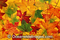 Autumn leaves of the liquid amber tree Photo - Gary Bell