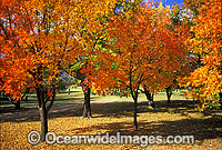 Autumn colours Pistacia chinensis trees Photo - Gary Bell