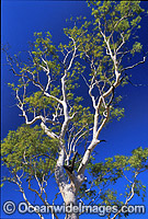 Ghost gum Central Australia Photo - Gary Bell