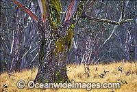 Moss covered eucalypt gum tree Photo - Gary Bell