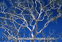 Ghost gum MacDonnell Ranges Photo - Gary Bell