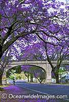 Jacaranda trees of Grafton Photo - Gary Bell
