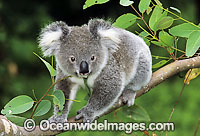 Koala on eucalypt gum tree branch Photo - Gary Bell