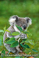 Koala eating eucalypt gum tree leaves Photo - Gary Bell