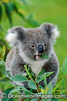 Koala eating eucalypt gum tree leaves Photo - Gary Bell