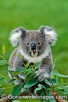 Koala eating eucalypt gum tree leaves Photo - Gary Bell