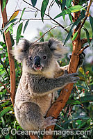 Koala in eucalypt gum tree Photo - Gary Bell
