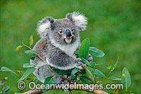 Koala eating eucalypt gum tree leaves Photo - Gary Bell