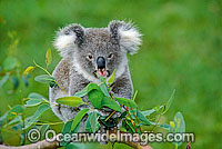 Koala eating eucalypt gum tree leaves Photo - Gary Bell