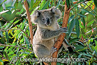 Koala in eucalypt gum tree Photo - Gary Bell