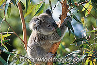 Koala in eucalypt gum tree Photo - Gary Bell