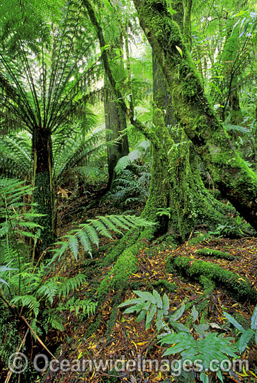 Mount Dandenong National Park photo Mount Dandenong National Park photo