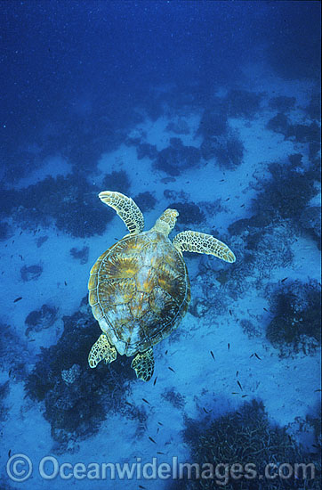 Green Sea Turtle Chelonia mydas photo Green Sea Turtle Chelonia mydas photo