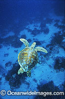 Green Sea Turtle Chelonia mydas Photo - Gary Bell