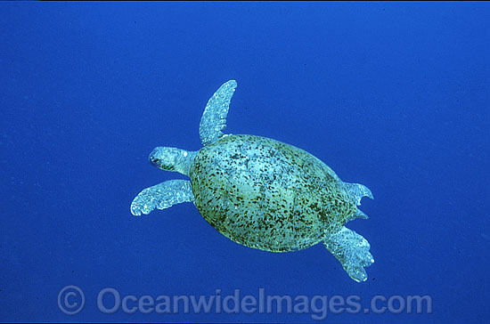 Green Sea Turtle photo Green Sea Turtle photo
