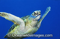 Green Sea Turtle feeding on Jellyfish Photo - Gary Bell