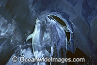 Bottlenose Dolphin on surface Photo - Gary Bell