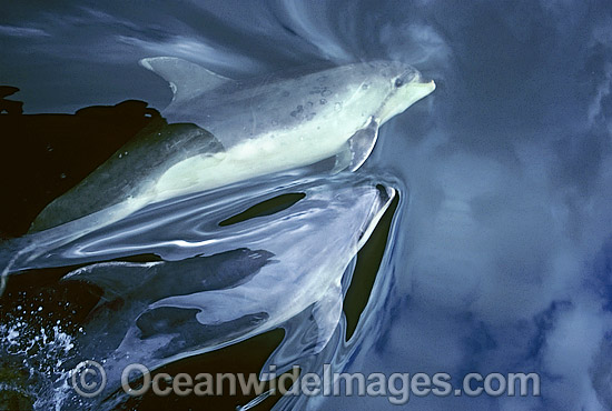 Bottlenose Dolphin on surface photo Bottlenose Dolphin on surface photo