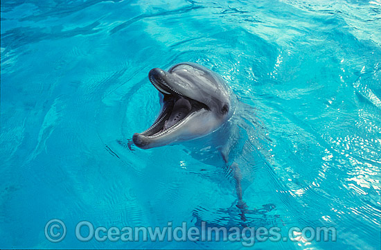 Bottlenose Dolphin Tursiops truncatus photo Bottlenose Dolphin Tursiops truncatus photo