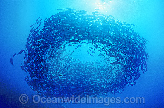 Vortex of schooling Horse-eye Jack photo Vortex of schooling Horse-eye Jack photo