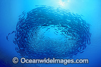 Vortex of schooling Horse-eye Jack Photo - Gary Bell