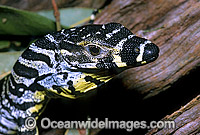 Lace Monitor Varanus varius Photo - Gary Bell