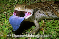 Eastern Blue-tongued Lizard Tiliqua scincoides Photo - Gary Bell