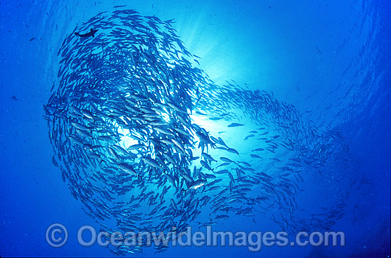 Vortex of schooling Big-eye Trevally photo Vortex of schooling Big-eye Trevally photo