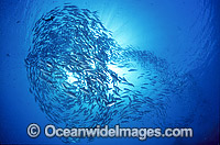 Vortex of schooling Big-eye Trevally Photo - Gary Bell
