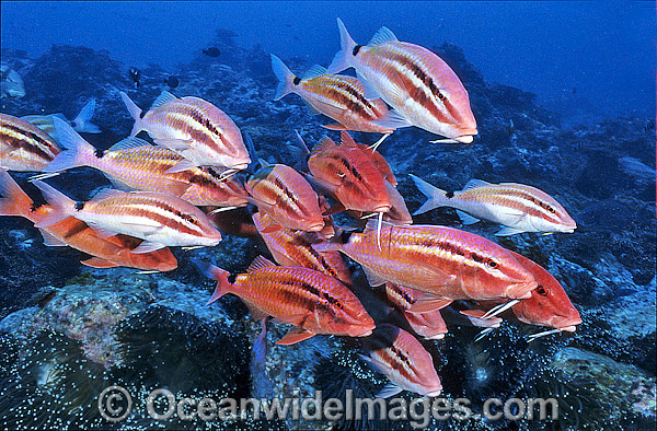Schooling Black-spot Goatfish photo Schooling Black-spot Goatfish photo