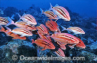 Schooling Black-spot Goatfish Photo - Gary Bell