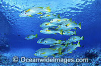 Schooling Diagonal-banded Sweetlips Photo - Gary Bell